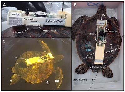 Novel Bio-Logging Tool for Studying Fine-Scale Behaviors of Marine Turtles in Response to Sound